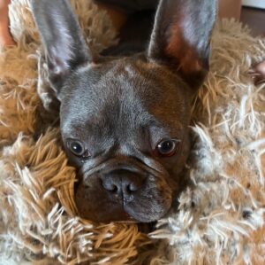 Alicia Minshew Instagram - Hi! It’s been a bit. We have been busy falling in love with this guy @chumley_the_frenchie . It’s a full blown love affair. Willow and her pal. 🥰 #frenchielove