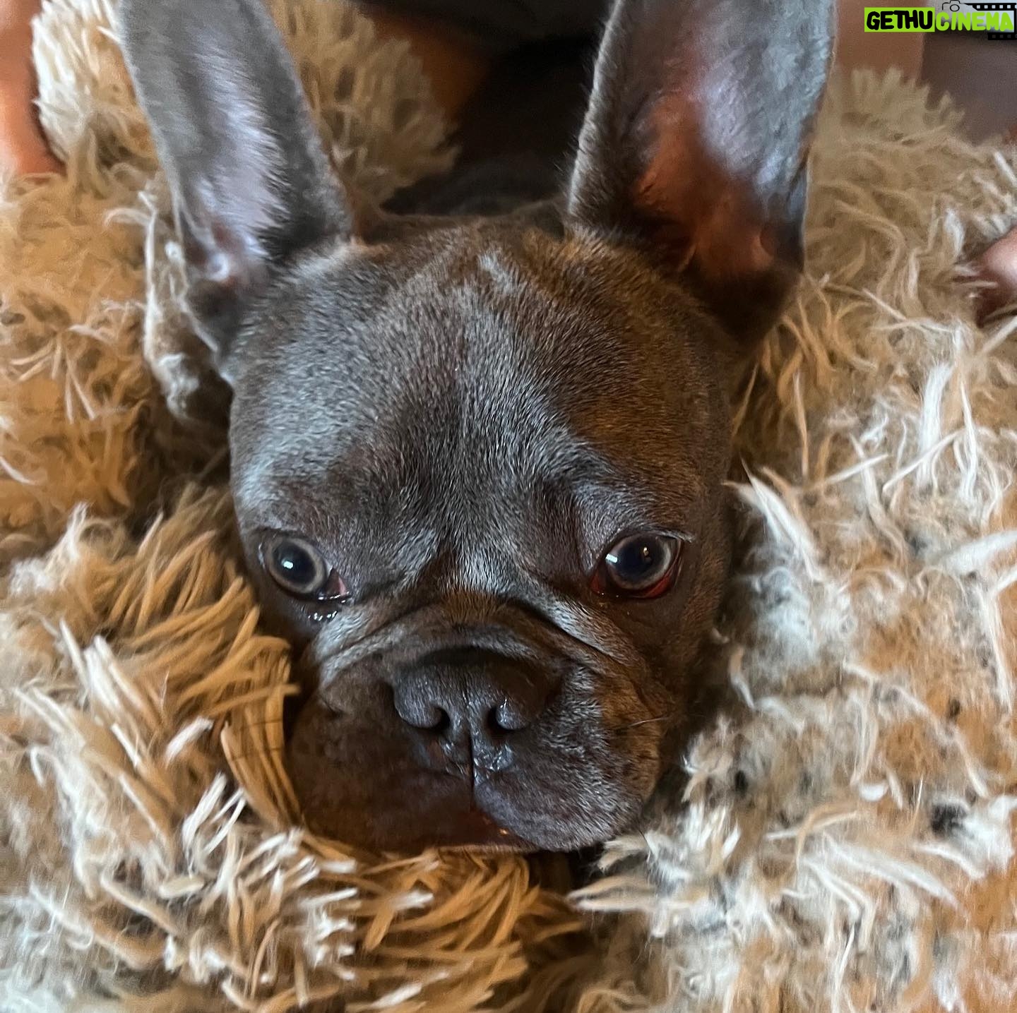 Alicia Minshew - 1.2K Likes - Hi! It’s been a bit. We have been busy falling in love with this guy @chumley_the_frenchie . It’s a full blown love affair. Willow and her pal. 🥰 #frenchielove