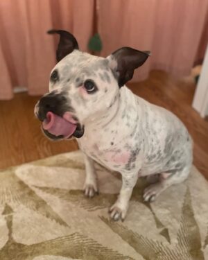 Alison Wright Instagram - ADOPT ME ?? 
Best reason to come back to the gram 😍 
Can you help me Help Mia find her forever home ?
Ain’t she a Sweetie .

I’ve been fostering  this 2yr old little cutie for a few weeks . 
She’s from Georgia but taking to City life well. She’s super happy & friendly with every single person & every single dog . 
Newfoundland to Datschund! 
She was definitely loved before I got her , good manners, no bad behaviors She’s a hit in my neighborhood !

Mia is available for Adoption through @nycscr #secondchancerescuenyc 
Please share and help get this puppy dog home 💝 
#dogrescue #nycscr #dogfoster #adoptdontshop