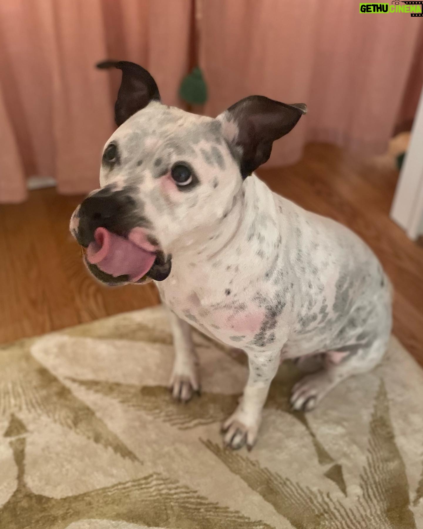 Alison Wright - 631 Likes - ADOPT ME ??
Best reason to come back to the gram š
Can you help me Help Mia find her forever home ?
Aināt she a Sweetie .
Iāve been fostering this 2yr old little cutie for a few weeks .
Sheās from Georgia but taking to City life well. Sheās super happy & friendly with every single person & every single dog .
Newfoundland to Datschund!
She was definitely loved before I got her , good manners, no bad behaviors Sheās a hit in my neighborhood !
Mia is available for Adoption through @nycscr #secondchancerescuenyc
Please share and help get this puppy dog home š
#dogrescue #nycscr #dogfoster #adoptdontshop