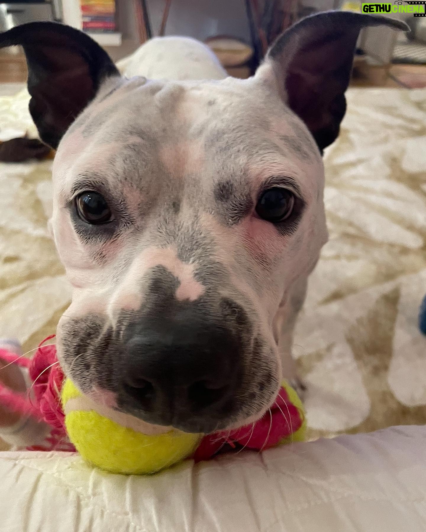 Alison Wright - 631 Likes - ADOPT ME ??
Best reason to come back to the gram š
Can you help me Help Mia find her forever home ?
Aināt she a Sweetie .
Iāve been fostering this 2yr old little cutie for a few weeks .
Sheās from Georgia but taking to City life well. Sheās super happy & friendly with every single person & every single dog .
Newfoundland to Datschund!
She was definitely loved before I got her , good manners, no bad behaviors Sheās a hit in my neighborhood !
Mia is available for Adoption through @nycscr #secondchancerescuenyc
Please share and help get this puppy dog home š
#dogrescue #nycscr #dogfoster #adoptdontshop
