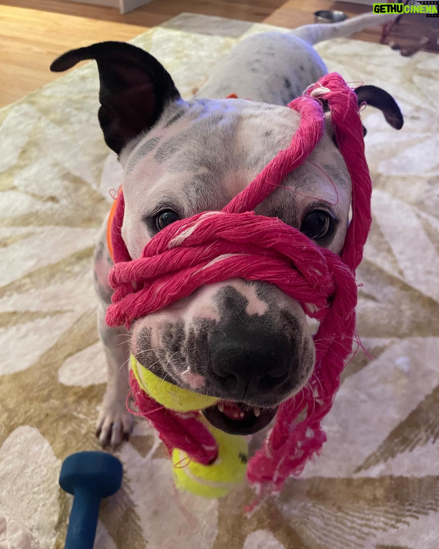 Alison Wright - 631 Likes - ADOPT ME ??
Best reason to come back to the gram š
Can you help me Help Mia find her forever home ?
Aināt she a Sweetie .
Iāve been fostering this 2yr old little cutie for a few weeks .
Sheās from Georgia but taking to City life well. Sheās super happy & friendly with every single person & every single dog .
Newfoundland to Datschund!
She was definitely loved before I got her , good manners, no bad behaviors Sheās a hit in my neighborhood !
Mia is available for Adoption through @nycscr #secondchancerescuenyc
Please share and help get this puppy dog home š
#dogrescue #nycscr #dogfoster #adoptdontshop