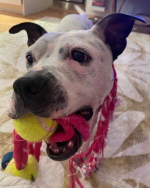 Alison Wright Instagram - ADOPT ME ?? 
Best reason to come back to the gram 😍 
Can you help me Help Mia find her forever home ?
Ain’t she a Sweetie .

I’ve been fostering  this 2yr old little cutie for a few weeks . 
She’s from Georgia but taking to City life well. She’s super happy & friendly with every single person & every single dog . 
Newfoundland to Datschund! 
She was definitely loved before I got her , good manners, no bad behaviors She’s a hit in my neighborhood !

Mia is available for Adoption through @nycscr #secondchancerescuenyc 
Please share and help get this puppy dog home 💝 
#dogrescue #nycscr #dogfoster #adoptdontshop