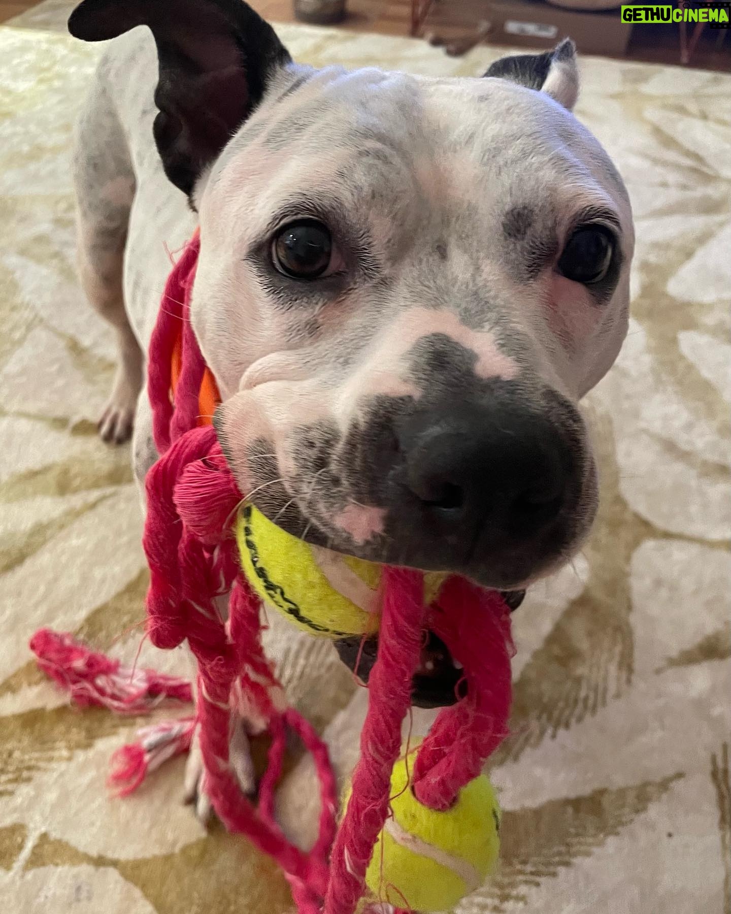 Alison Wright - 631 Likes - ADOPT ME ??
Best reason to come back to the gram š
Can you help me Help Mia find her forever home ?
Aināt she a Sweetie .
Iāve been fostering this 2yr old little cutie for a few weeks .
Sheās from Georgia but taking to City life well. Sheās super happy & friendly with every single person & every single dog .
Newfoundland to Datschund!
She was definitely loved before I got her , good manners, no bad behaviors Sheās a hit in my neighborhood !
Mia is available for Adoption through @nycscr #secondchancerescuenyc
Please share and help get this puppy dog home š
#dogrescue #nycscr #dogfoster #adoptdontshop