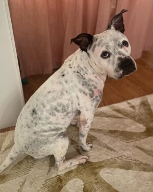 Alison Wright Instagram - ADOPT ME ?? 
Best reason to come back to the gram 😍 
Can you help me Help Mia find her forever home ?
Ain’t she a Sweetie .

I’ve been fostering  this 2yr old little cutie for a few weeks . 
She’s from Georgia but taking to City life well. She’s super happy & friendly with every single person & every single dog . 
Newfoundland to Datschund! 
She was definitely loved before I got her , good manners, no bad behaviors She’s a hit in my neighborhood !

Mia is available for Adoption through @nycscr #secondchancerescuenyc 
Please share and help get this puppy dog home 💝 
#dogrescue #nycscr #dogfoster #adoptdontshop