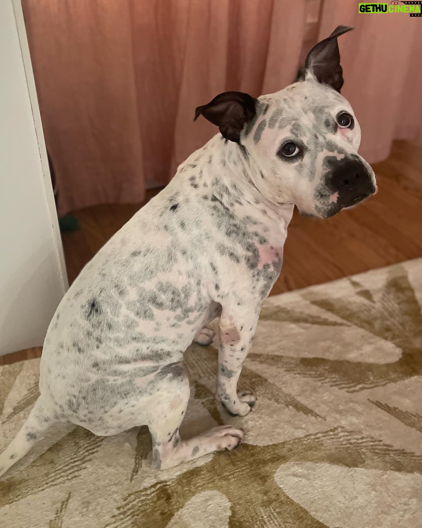 Alison Wright - 631 Likes - ADOPT ME ??
Best reason to come back to the gram š
Can you help me Help Mia find her forever home ?
Aināt she a Sweetie .
Iāve been fostering this 2yr old little cutie for a few weeks .
Sheās from Georgia but taking to City life well. Sheās super happy & friendly with every single person & every single dog .
Newfoundland to Datschund!
She was definitely loved before I got her , good manners, no bad behaviors Sheās a hit in my neighborhood !
Mia is available for Adoption through @nycscr #secondchancerescuenyc
Please share and help get this puppy dog home š
#dogrescue #nycscr #dogfoster #adoptdontshop
