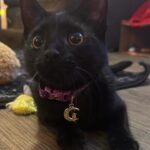 Allie Recks