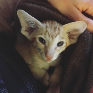 Amanda Hermiine Künnapas Instagram - väike mongol😻#orientalcat