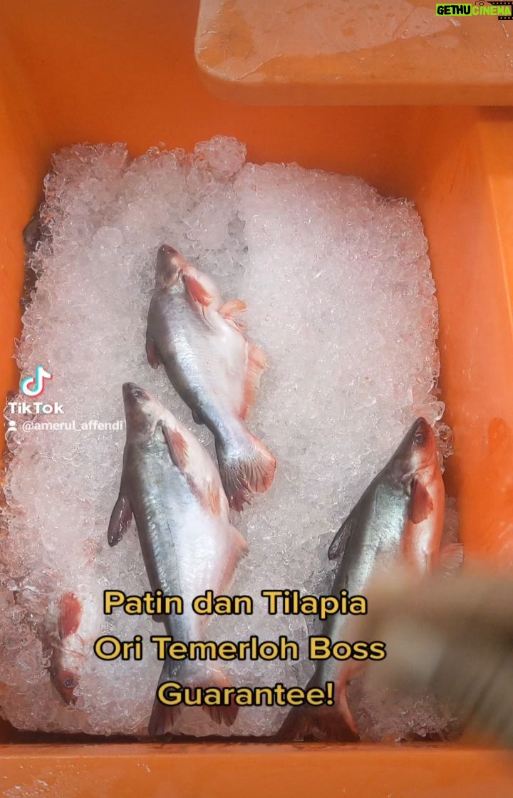 Amerul Affendi - 2.3K Likes - Geng!
Ikan Patin dan Tilapia original dari Temerloh Pahang sudah ada di @isgfreshmart.
Di bawa fresh setiap minggu buat warga gombak khususnya dan Lembah Klang serta Selangor am nya.
Sudi-sudikan lah merasai kelazatan ikan patin dan tilapia ori dari Temerloh. Guarantee dari saya selaku anak jati Temerlove Pahang.