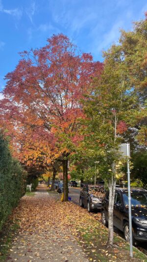 Ami Park Instagram - Can we take a moment to bask in this fall beauty!!! 🍁✨💖🙏🏼😭 

#vancouverfall #fallvibes🍂🍁 #autumnseason #autumnismyfavorite #fallseasonishere #october2023