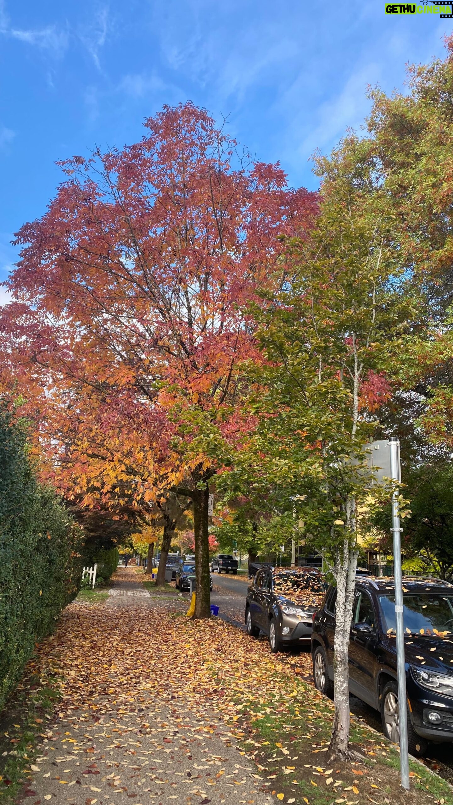 Ami Park - 1K Likes - Can we take a moment to bask in this fall beauty!!! 🍁✨💖🙏🏼😭
#vancouverfall #fallvibes🍂🍁 #autumnseason #autumnismyfavorite #fallseasonishere #october2023