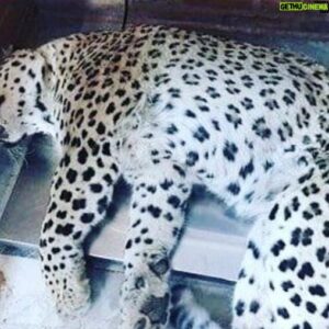 Amin Tarokh Instagram - پلنگى كه به مهمانى ما آمد ، اما با تير و تير اندازى به استقبال او رفتيم.  شرم بر ما كه اينچنين بدرقه اش كرديم