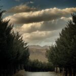 Amir Aghaei