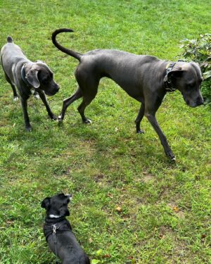 Amir Arison Instagram - More Doggonnit weekend pics. 

#RescueDogs