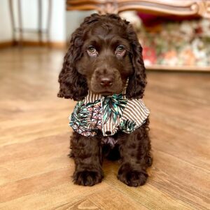 Amir Jadidi Instagram - عید دیدنی
.
.
.
#نوه
#cockerspaniel #britishcockerspaniel #cocker