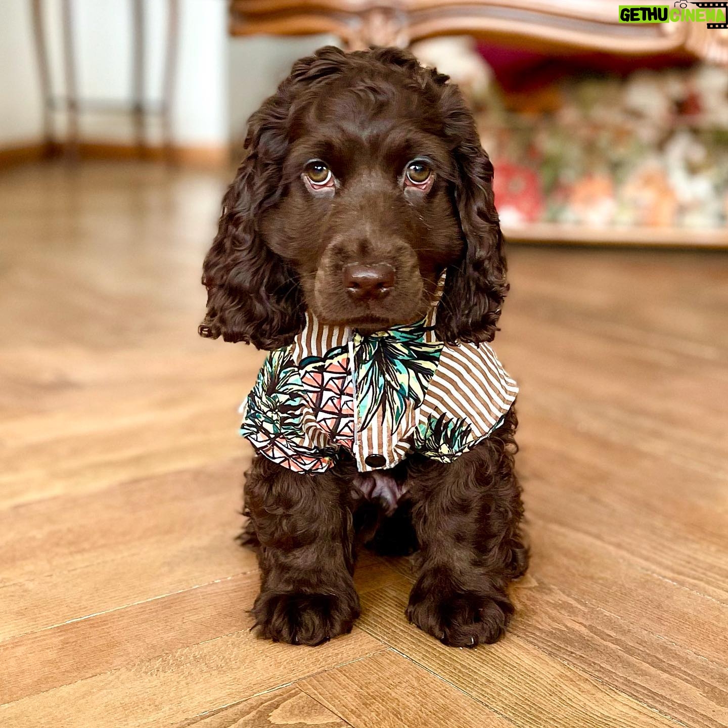 Amir Jadidi - 48.4K Likes - عید دیدنی
.
.
.
#نوه
#cockerspaniel #britishcockerspaniel #cocker