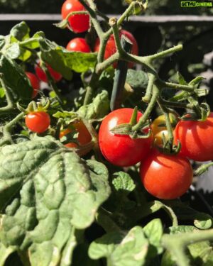 Amr Waked Instagram - My home grown cherry tomatoes are ripe. They are by far the sweetest.