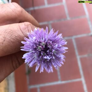 Amr Waked Instagram - Do you know which plant this flower belongs to?
#plants #flowers #nature