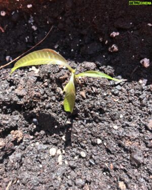 Amr Waked Instagram - #Planting a #mango #tree from a #seed is a very #satisfying endeavor.
#nature #fruits #summer #2019