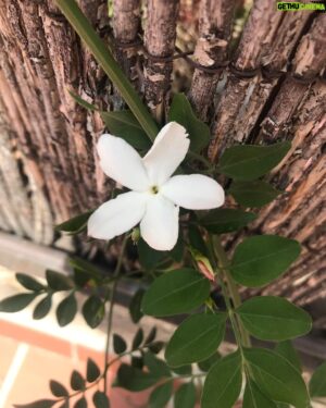 Amr Waked Instagram - My first #jasmine #flower of the season.