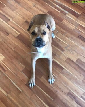 Amr Waked Instagram - I think Pitbulls are the most loving, affectionate, playful, and funny dogs ever. #pitbull #dogs #animals #love