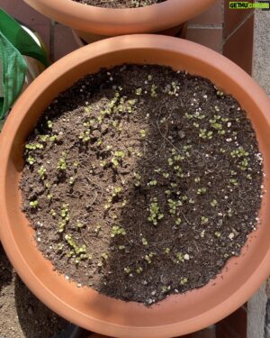 Amr Waked Instagram - Molokheya sprouts! I doubled the volume this year. #molokheya #homegrown #Egytianfood #ملوخية