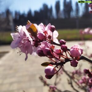Amr Waked Instagram - Japan 🇯🇵 in Spain 🇪🇸 #2021 #japan #spain #blossom #springbreak