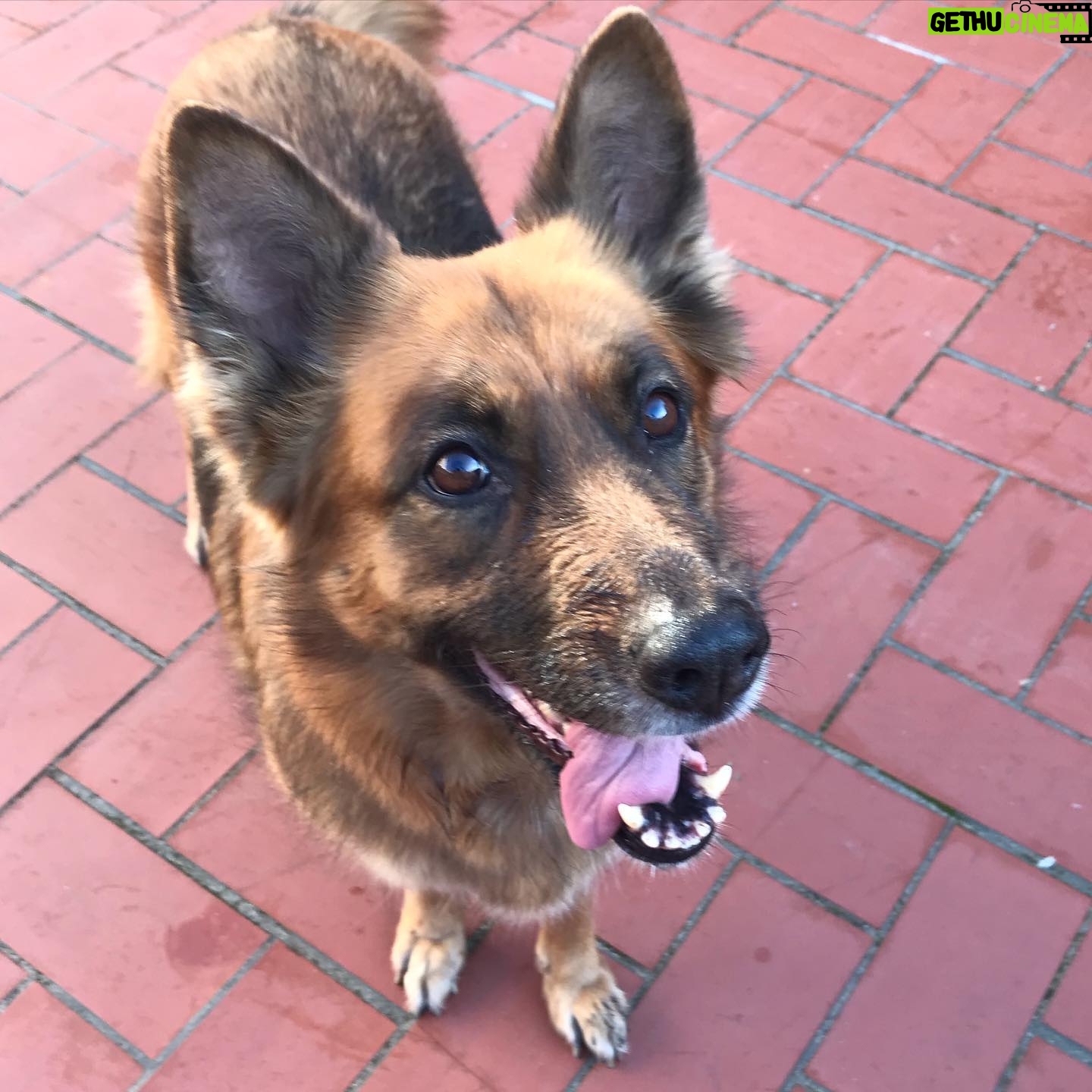 Amr Waked - 1.9K Likes - True friends. Shepherds are the most kind, intelligent, and loyal. And they always love you!!
#dogs #shepherds #friends #animals #Snowbel #2019