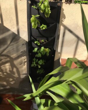 Amr Waked Instagram - #plants on my wall. #Delicious #organic #coriander and #basil. #farmathome #2019
