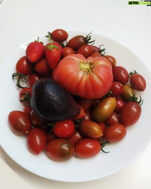 Amr Waked Instagram - Today’s harvest! محصول اليوم
#homegrown #tomatoes #strawberries and #figs #summer #barcelona