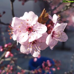 Amr Waked Instagram - Japan 🇯🇵 in Spain 🇪🇸 #2021 #japan #spain #blossom #springbreak