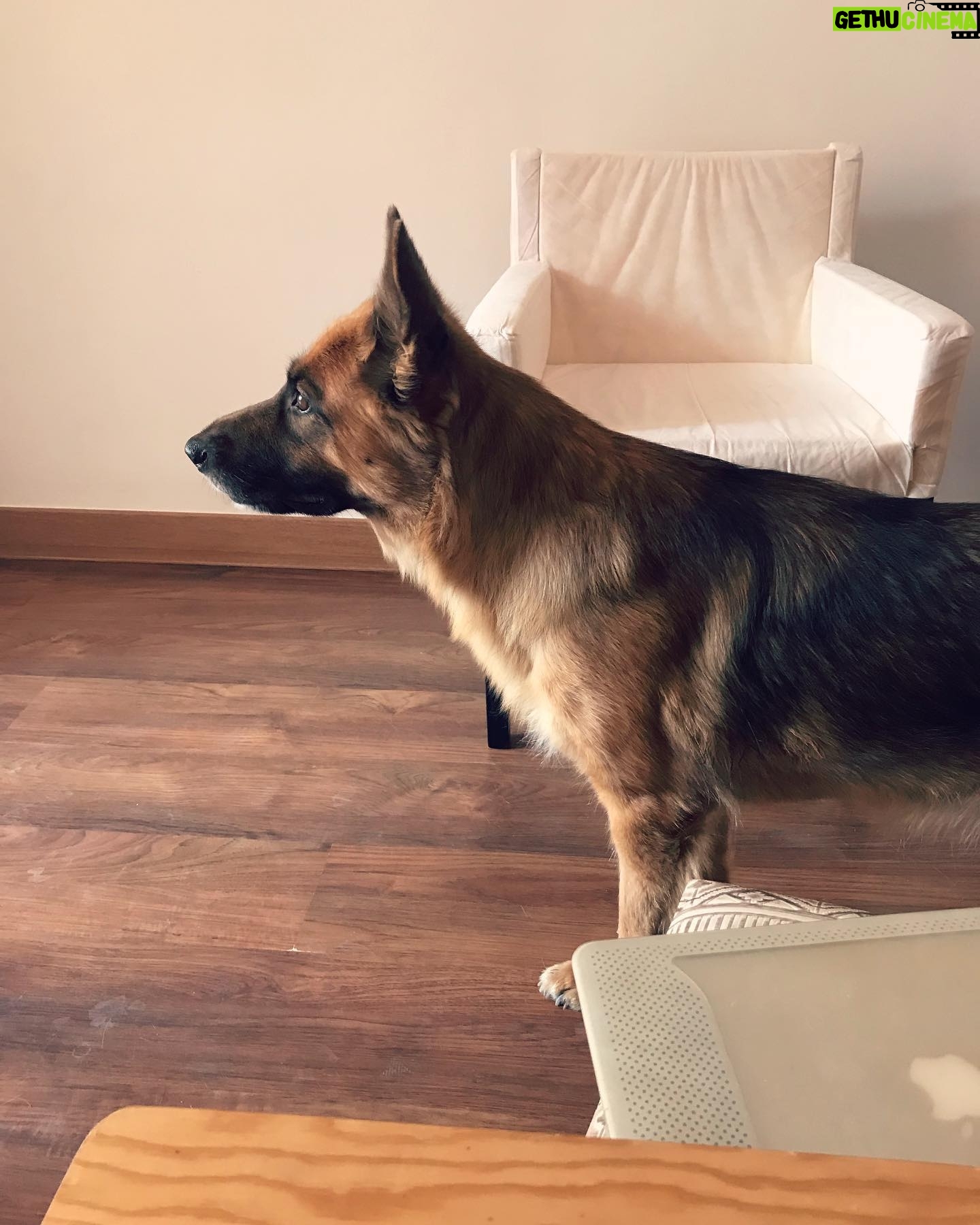 Amr Waked - 3.3K Likes - Snowbell: can I help you?
#dogs #animals #barcelona #truefriends #thepack