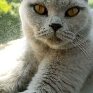 Amy Bouzaglo Instagram - #cats #britishshorthair #mylove
