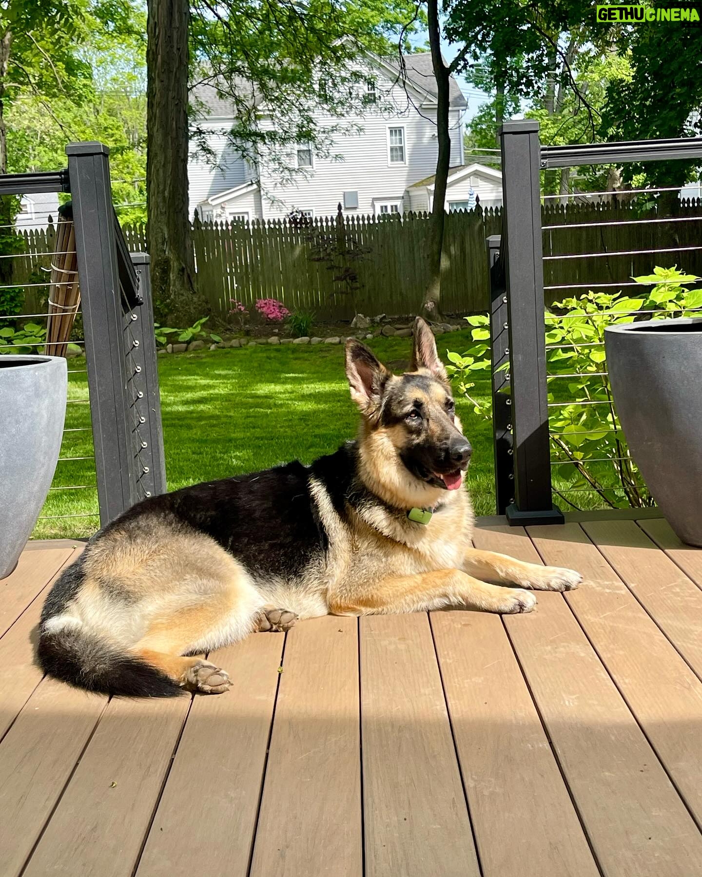 Amy Sacco - 327 Likes - #isabellamaehazelmariewernerstonesacco #NationalDogRescueDay #mommasgirl #GrandmasFavorite #GSD #GermanShepherd #germanshepherdsofinstagram @heartsandbonesrescue #adoptdontshop🐾 #LoveOfMyLife #couchpotato #goofball #BeachBaby #lovernotafighter 🙏🏻❤️❤️❤️⭐️🥰🥰🥰🥰