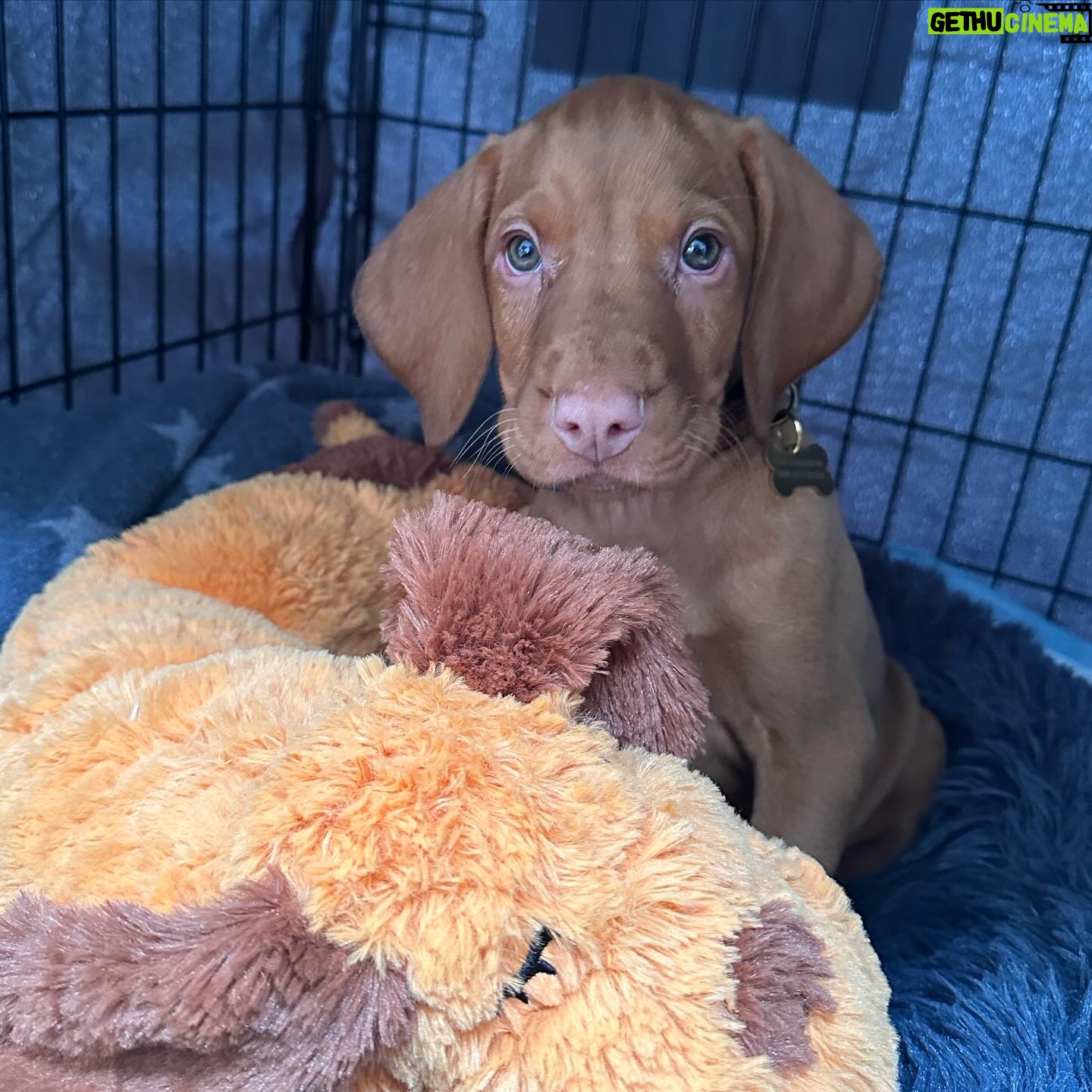 Amy Williams - 1.2K Likes - We are all so in 💙 already. Welcome to our family Monty🐾.
#vizsla #vizslapuppy #newpuppy #9weekoldvizsla