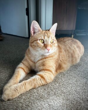 Amythyst Kiah Instagram - Zuko, aka Buddy, Buddy Boy, Baby Boy, Squeaky Boy, and Christmas Ham. He likes playing with his bird toy, running real fast, and  pretending to be a distinguished gentleman (don’t let the one photo fool you). We love him dearly ♥️