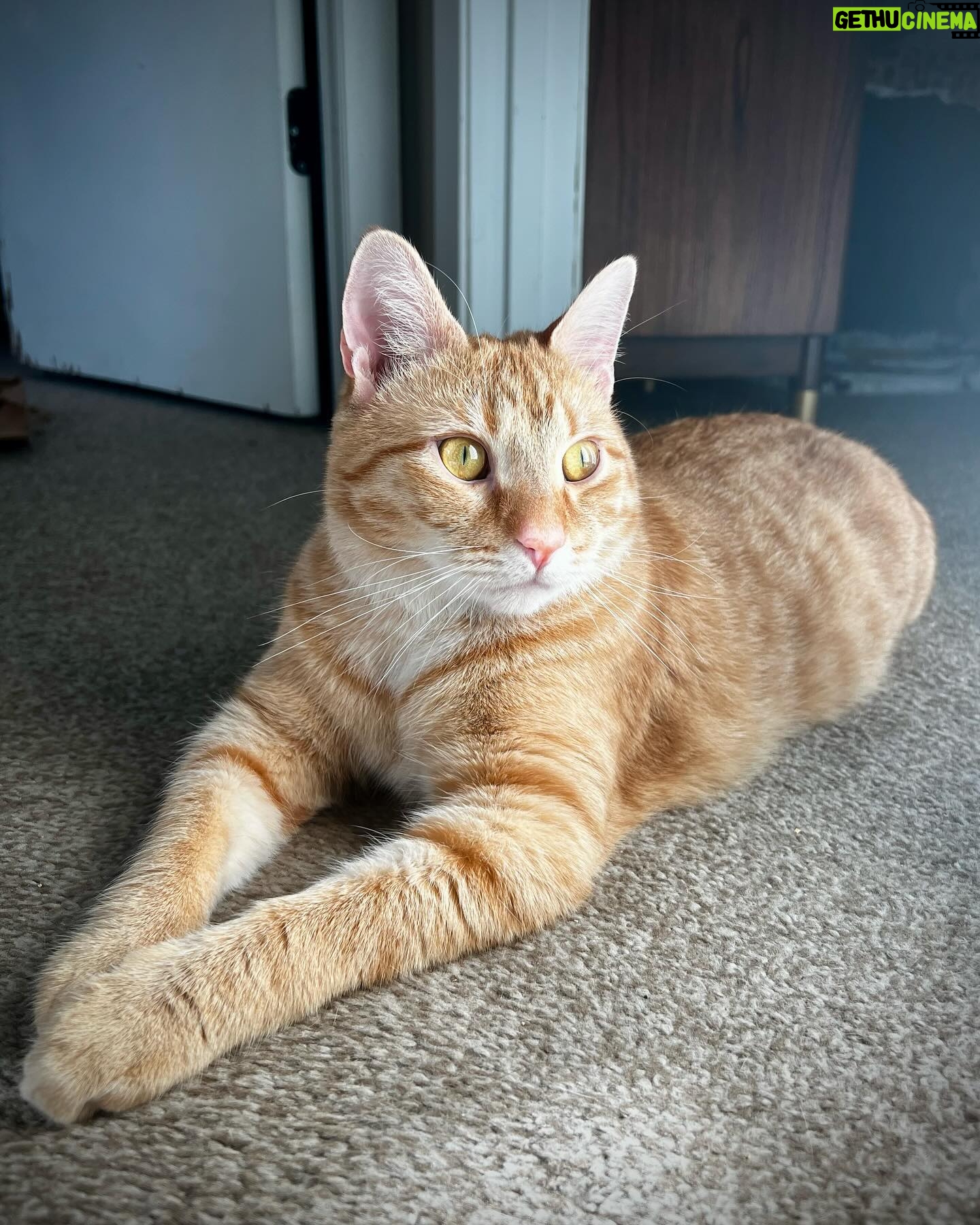 Amythyst Kiah - 674 Likes - Zuko, aka Buddy, Buddy Boy, Baby Boy, Squeaky Boy, and Christmas Ham. He likes playing with his bird toy, running real fast, and pretending to be a distinguished gentleman (don’t let the one photo fool you). We love him dearly ♥️