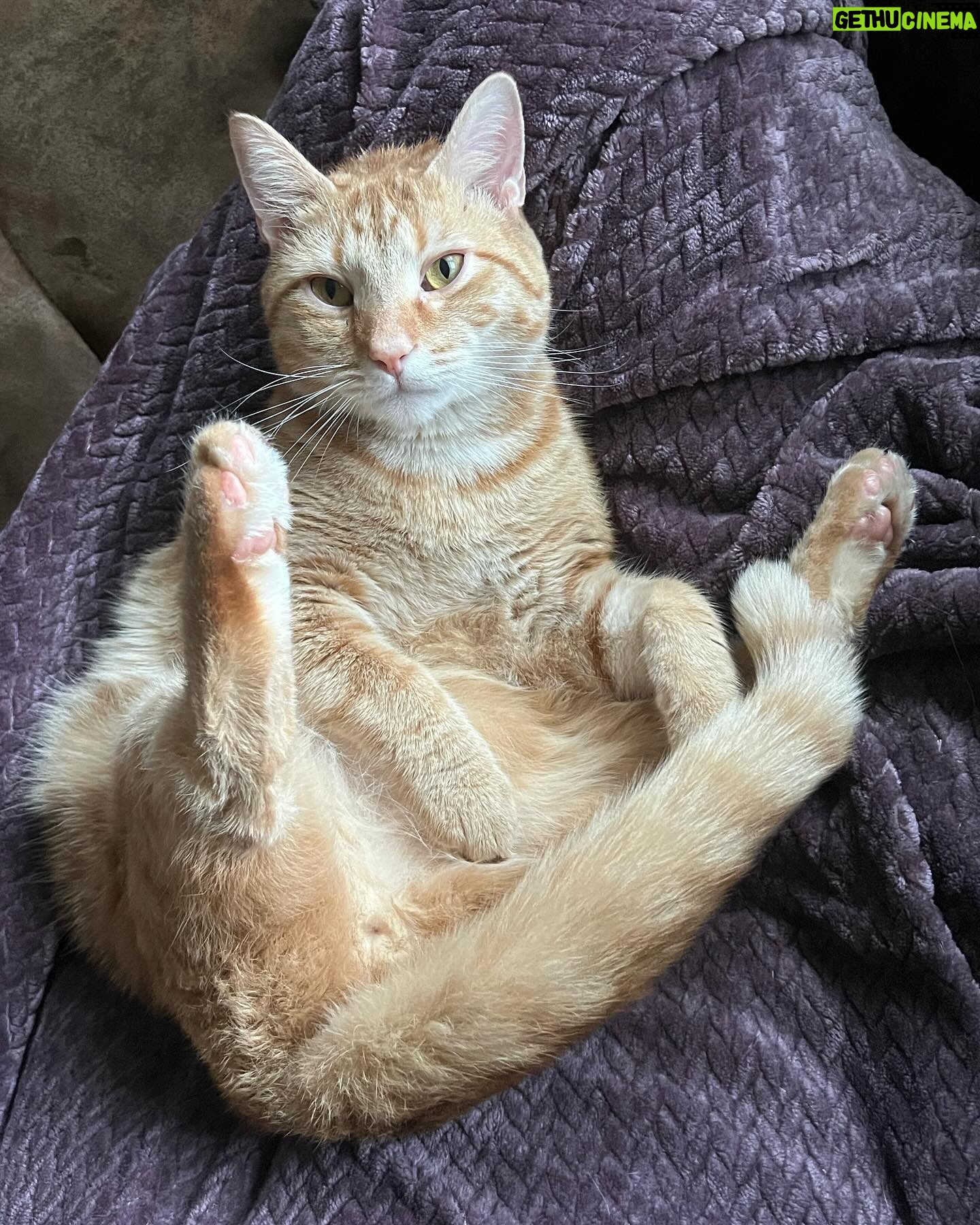 Amythyst Kiah - 674 Likes - Zuko, aka Buddy, Buddy Boy, Baby Boy, Squeaky Boy, and Christmas Ham. He likes playing with his bird toy, running real fast, and pretending to be a distinguished gentleman (don’t let the one photo fool you). We love him dearly ♥️