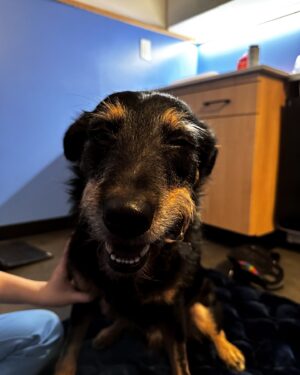 Ana Marie Cox Instagram - Who has no thumbs and is *high as f#uck*?

More love to @modernanimal for easing Ex into a nail trim without full sedation.