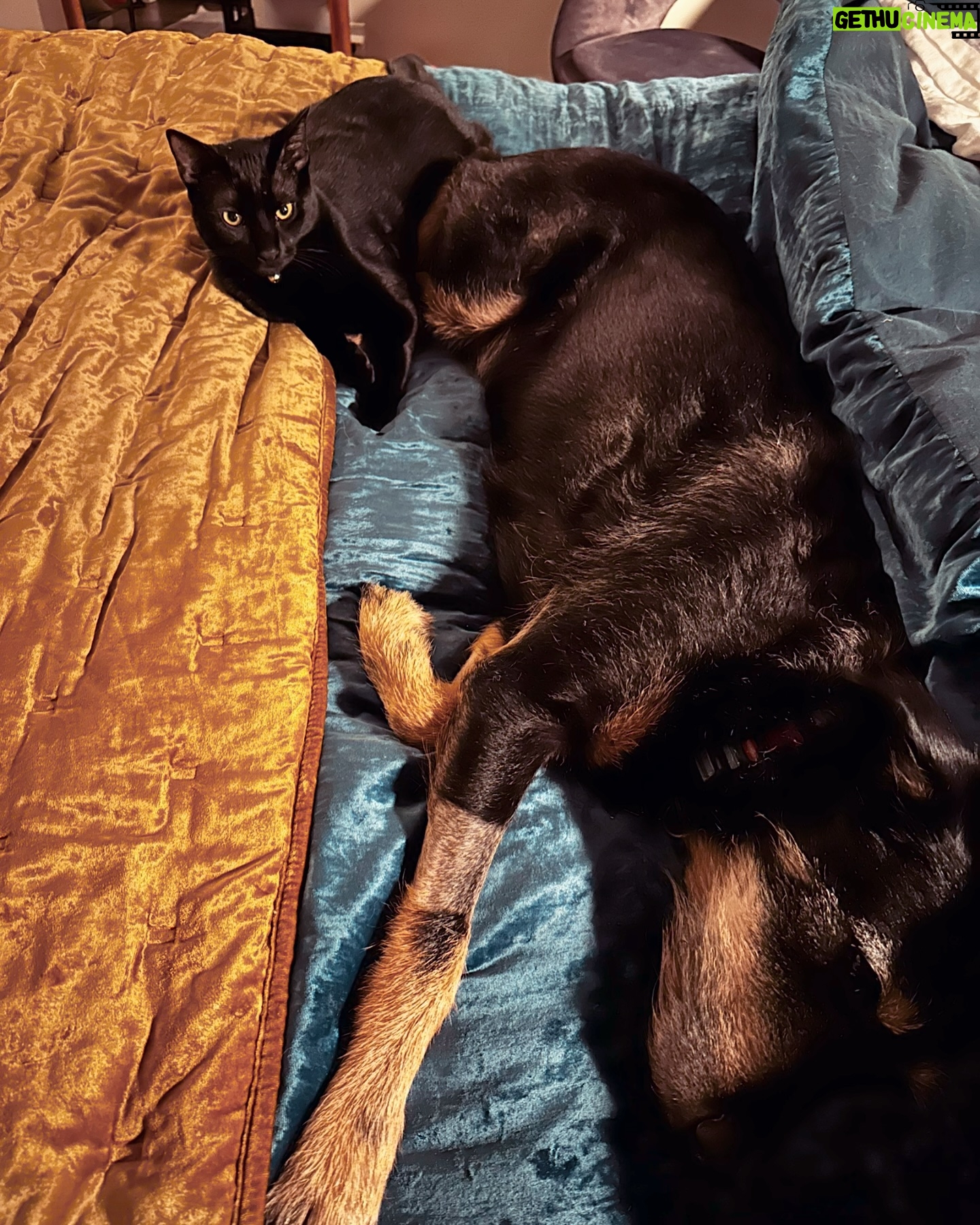 Ana Marie Cox - 152 Likes - Nurse Bram keeping tabs on any potential rumblies in Exley’s tumblies.
Ex is doing great; still hates his diet food but doing great. I greet every good poop with a bar from “solid as a rock,” Arrested Development-style.