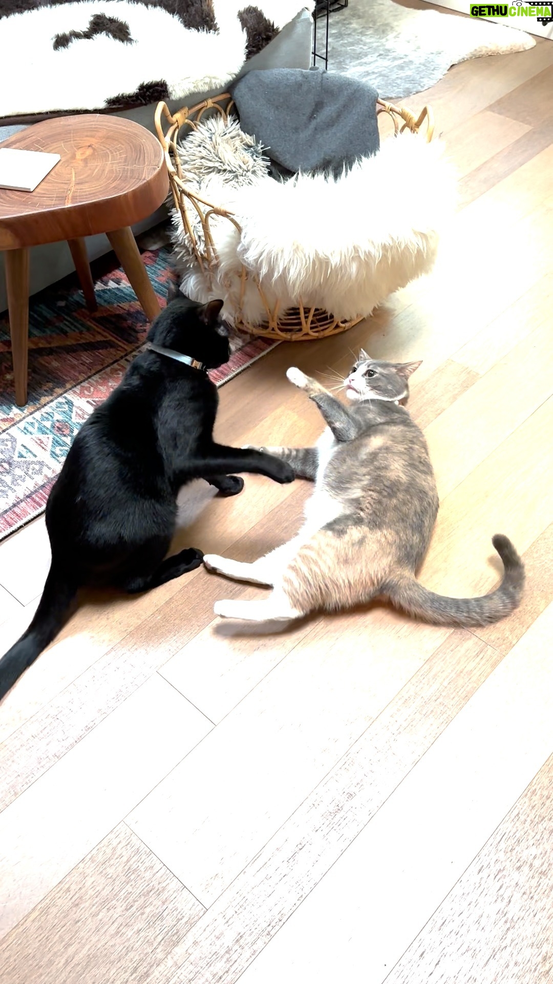 Ana Marie Cox - 97 Likes - I call this "tai chi fighting" because they occasionally just look at each other intensely and kind of pat the air in front to them. Exley does not like any of it; he just wants us all to get along!