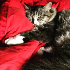 Ana Matronic Instagram - Yesterday was 3 years since we brought the Big Galoot home from the mountains. Happy Gotcha Day Bootsy!