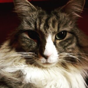 Ana Matronic Instagram - Yesterday was 3 years since we brought the Big Galoot home from the mountains. Happy Gotcha Day Bootsy!
