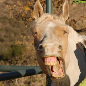 Andy Walken Instagram - Horsing around…

… not sorry. (photo cred @kate.walken)

#horse #rider #riderandhorse #horseandrider