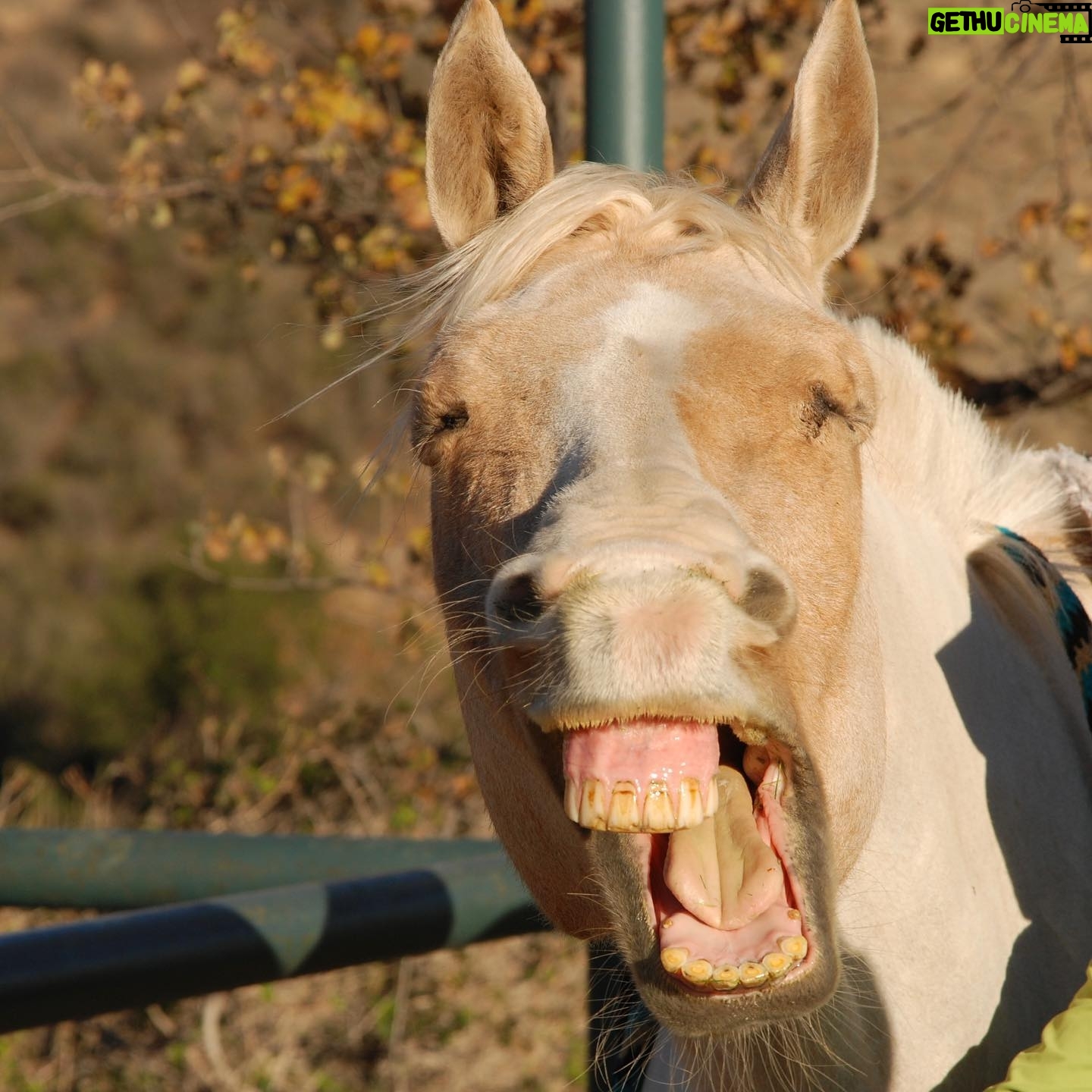 Andy Walken - 4.9K Likes - Horsing around…
… not sorry. (photo cred @kate.walken)
#horse #rider #riderandhorse #horseandrider