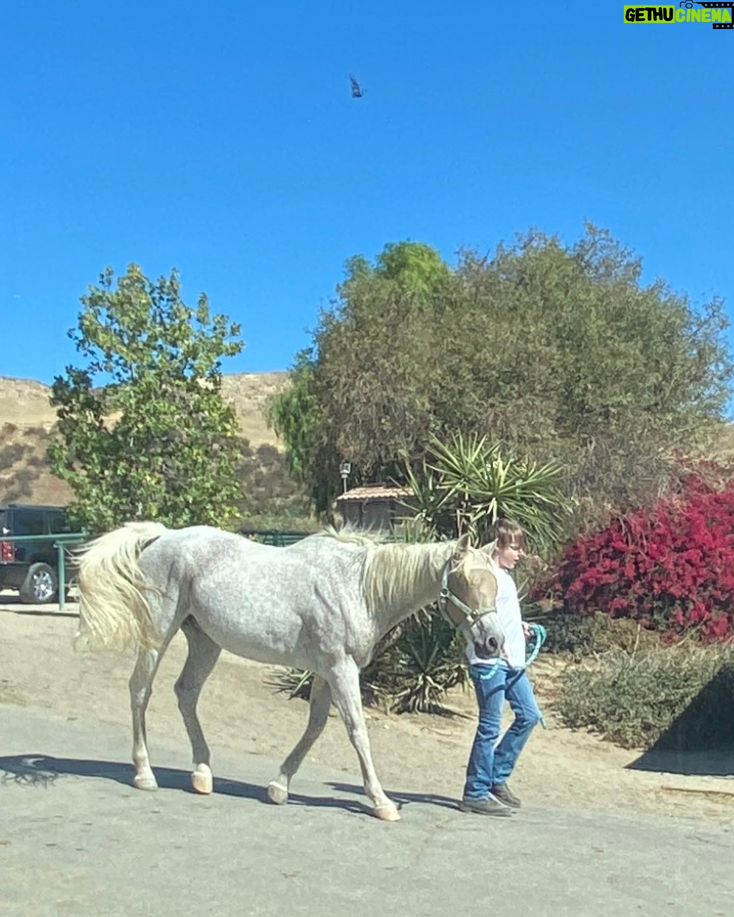 Andy Walken - 8.6K Likes - Long time no post…. Hello! How is your fall looking? 🍁🍂
#backtonature #horsepower #hisnameisindy🐴