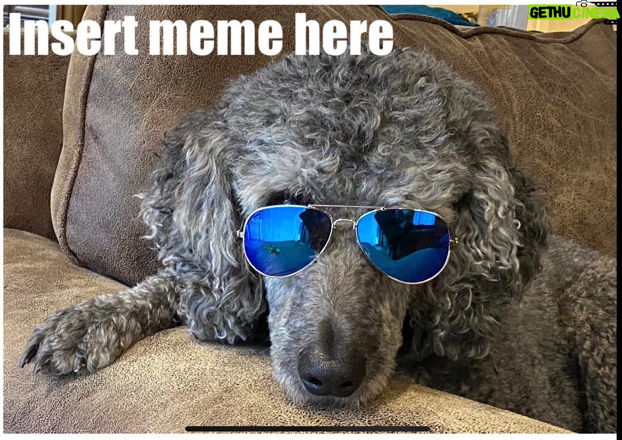 Andy Walken - 6K Likes - My pupper is looking meme-worthy today... let’s see what you guys come up with! Tag me and I will repost some!
#memeworthy #puppers #puppersofinstagram #wecanbeheroes #saturdayvibes #edmundblackadder #poodle