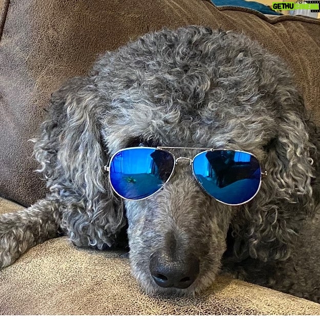 Andy Walken - 6K Likes - My pupper is looking meme-worthy today... let’s see what you guys come up with! Tag me and I will repost some!
#memeworthy #puppers #puppersofinstagram #wecanbeheroes #saturdayvibes #edmundblackadder #poodle