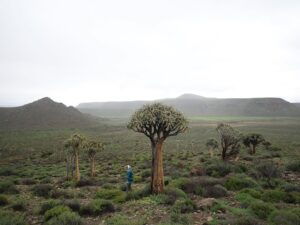 Anel Alexander Instagram - The last stop on our epic road trip in July was at @gannabosfarmandguesthouses in and amongst the biggest quiver tree forest in the southern hemisphere. It was truly like nothing I had ever seen or experienced before. Thank you to Nakkie and Merwe for their extraordinary kindness and hospitality and for sharing this otherworldly experience with tourists from far and wide. It’s truly worthy of making it onto your bucket list. #roadtrip #beautifulSouthAfrica
