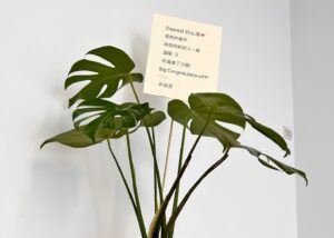 Angelica Lee Instagram - 謝謝所有到來支持「不止於靜」畫展的好友恩師，感激不盡。

謝謝小玲姐，陶子姐，依晨，康永哥，建騏，子育，Sandra特地抽空來看展。
謝謝尊彩藝術中心的余總和陳總。
謝謝所有無法到場卻送上美麗花架祝賀的朋友。

【展覽資訊】
不止於靜－李心潔 個展
Beyond Silence – Sinje Lee Solo Exhibition 
展期｜2023.09.16（六）-2023.10.18（三）
開幕｜2023.09.16（六）15:00
地點｜尊彩藝術中心二樓展覽館（台北市內湖區瑞光路366號）
開放時間｜週二至週日11:00-18:00，週一休館

Styling Kary Kwok @karyphoto 
Outfit @brunellocucinelli_brand @lanecrawford
#brunellocucinelli_brand
#brunellocucinelli
#cucinelli
#lanecrawford

#尊彩藝術中心 #LiangGallery #李心潔 #SinjeLee #不止於靜 #beyondsilence